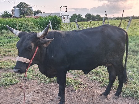 hf હોડકી