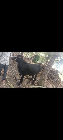 3 ગાય