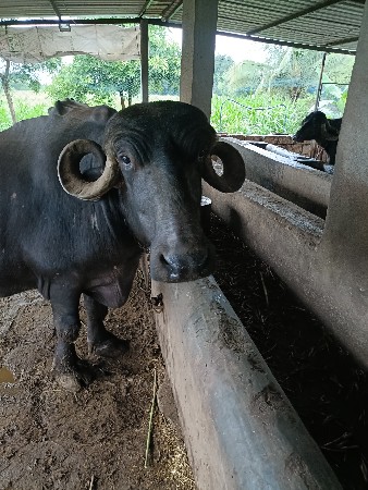 ભેંસ વેચવાની છે