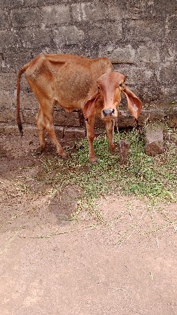 સોન કબીલા વાસળી વેચવાની છે