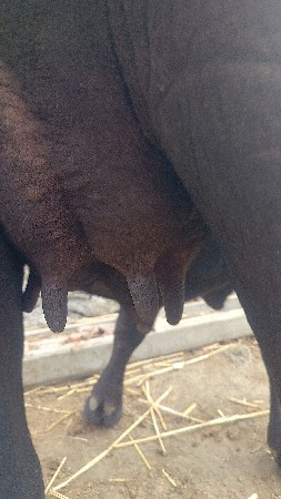 પેલું વેતર ખંડેલી જાફરી