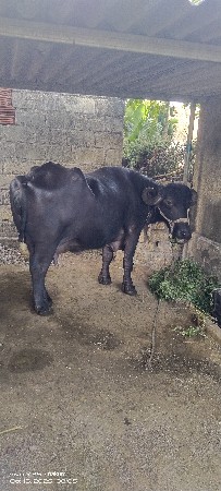 3 વેતર વ્યસે