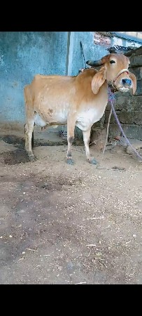 જર્સી
