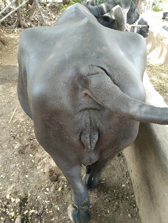 ભેંસ