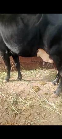 એસ એફ ગાય