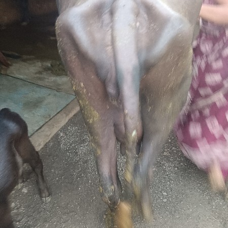 ભેંસ વેચવાની છે