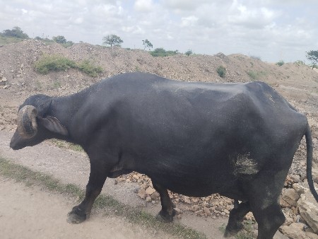 વેચવાને છે