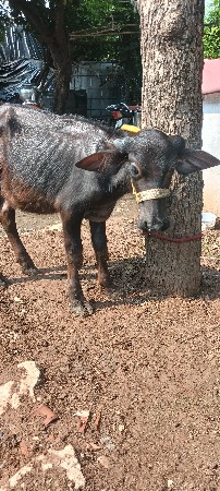 જાફરાબાદી પાડી વેચવાની છે