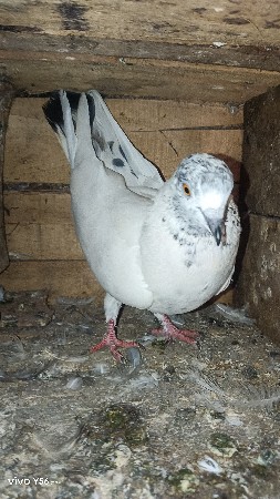 female