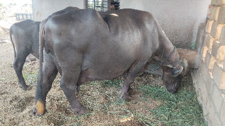 ભેંસ વેચવાની છે