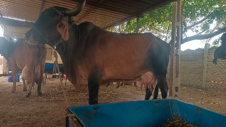 3 gay ne 2-3 vachadi deva ni che