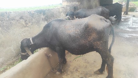 પેલા વેતર ની ખડેલી વેસવાનીસે