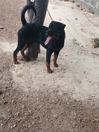 rot top class boy (male) 💪