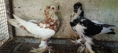 હિંગર્યન કબૂતર વેચવાના છે