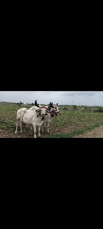 બધેય હાલતા