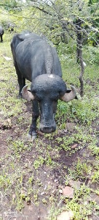 પાડો વેચવાનો છે