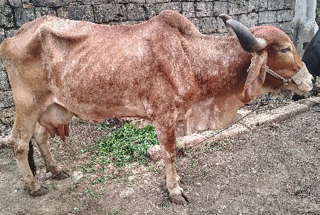 ગાય વેચવાની છે.