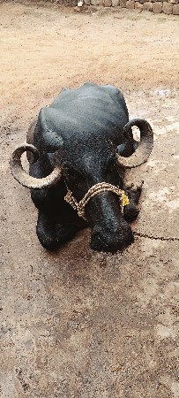 અભેસ વેચવાની છે