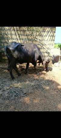 ભેંસ