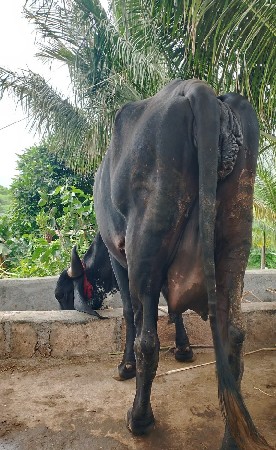 ગીર..ક્રોસ..ગાય...