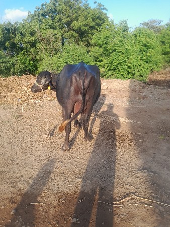ખડેલી