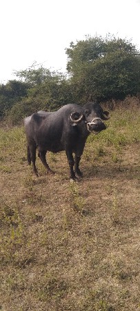 ભેંસ વેચવાની છે