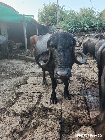 ભેંસ વેચવાની છે
