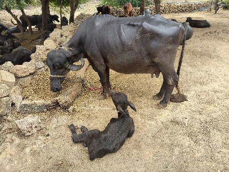 ભેંસ વેચવાની છે 951207620
