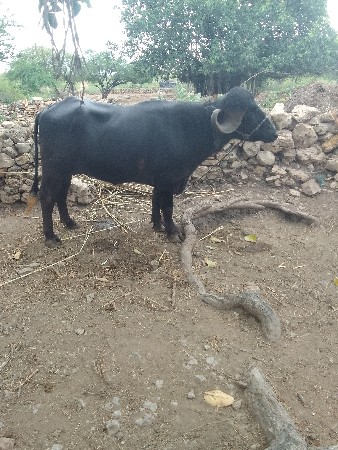 પાડો વેશવાનો સે