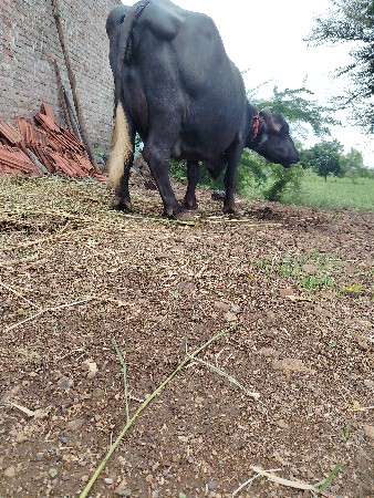 વેચવાની છે