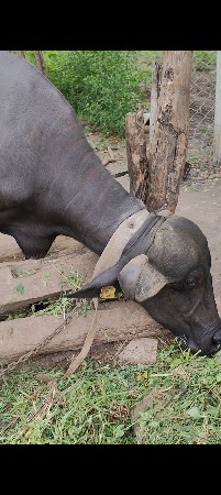 કુંડી એક બ્રાન્ડ