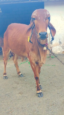 હોડકી વેચવાની છે
