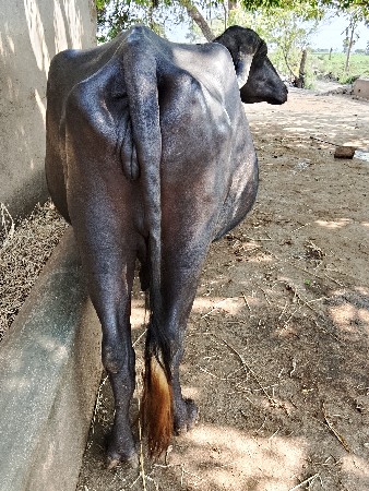 ભેંસ