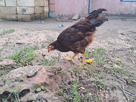 અસીલ અને સોનાલીકા  મુરઘો અને મુરઘી