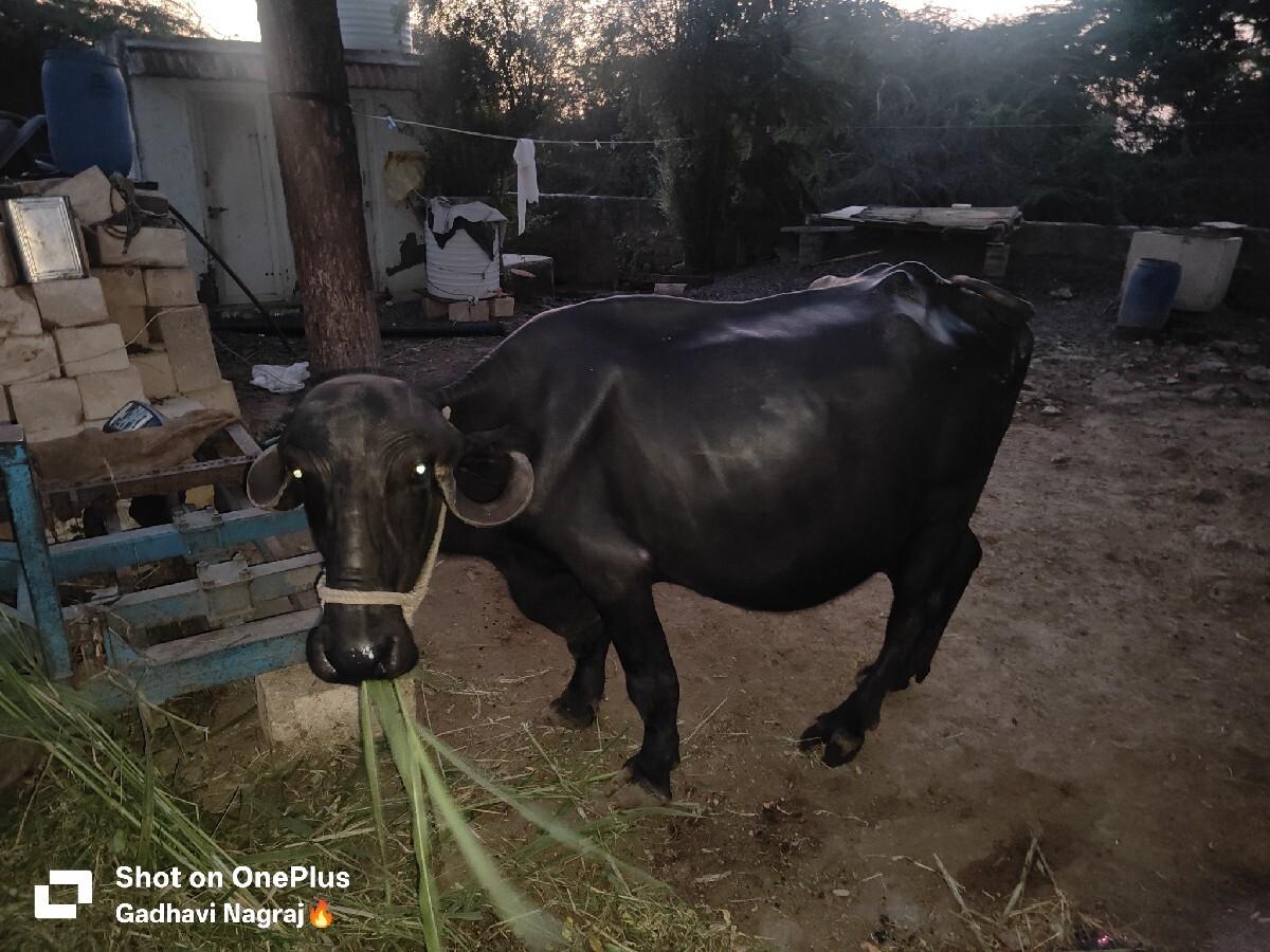 બીજું વેતર વ્યાસે
