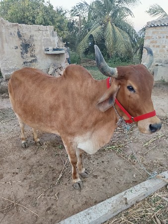 ગાય વેચવાની છે