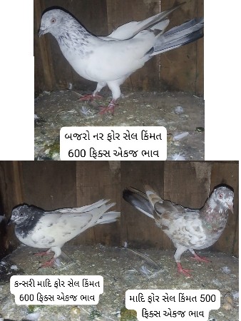 કબૂતર વેચવાના છે