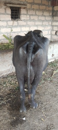 ભેંસ