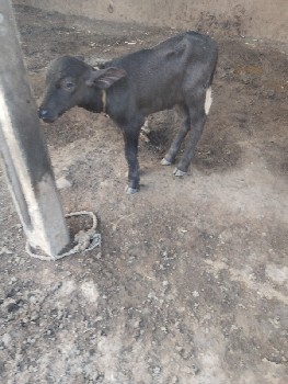 ભેંસ વેચવાની છે