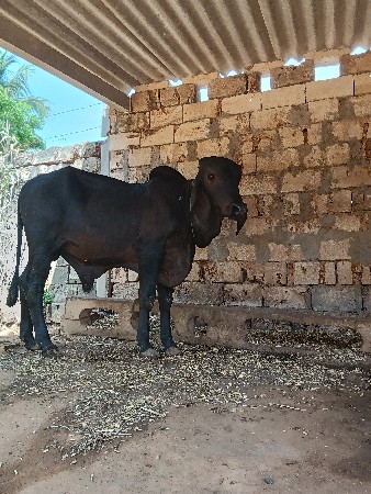 ગીર વાસડો વેચવાનો છે