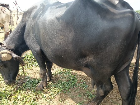 ભેંસ વેચવાની છે