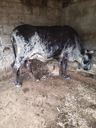 ત્રણ ગીર કૉષનીગાયું વેચવાની છે