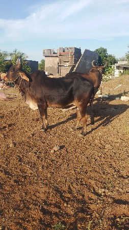 વેચવાના છે