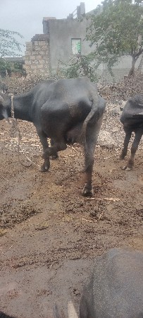સાટા.હલે