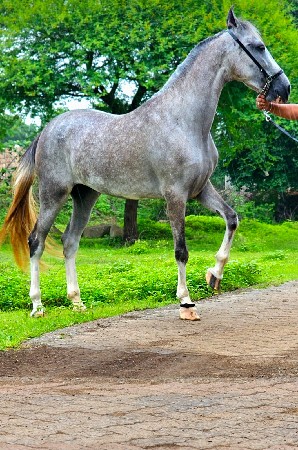 વશેરી વેસવાની છે