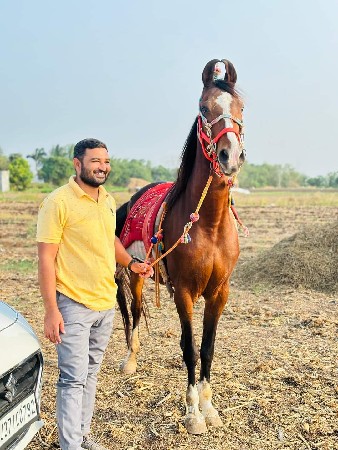 ઘોડી વેચવાની છે રેવાલ હાલ વાળી