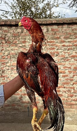 ગુજરાત કાલાવડ