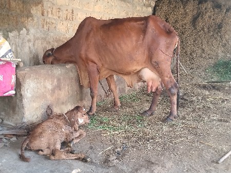 ગીર હોડકી આપવાની છે