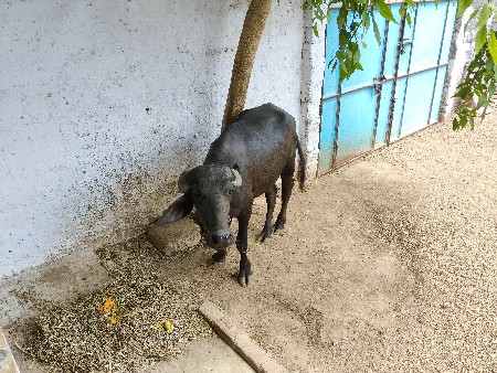 બની
