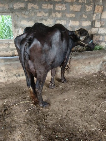 ખડેલી વેચવા ની છે